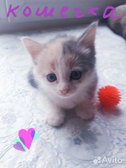 Котенок в дар бесплатно