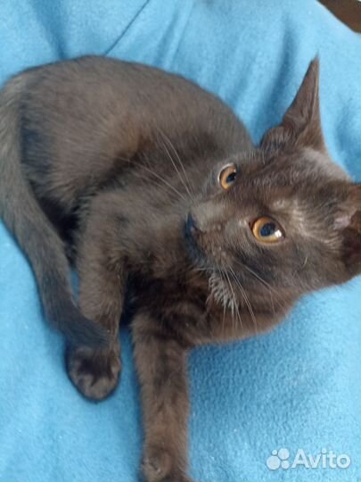 Домашние котята Черный и Трехцветная