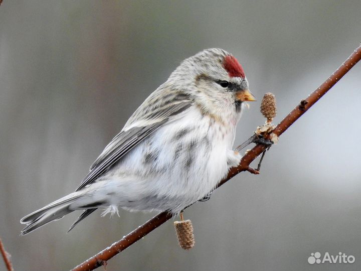 Птица щегол
