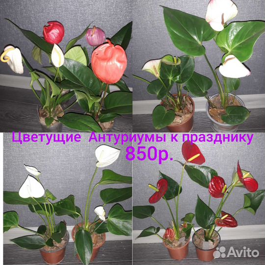 Цветущие антуриумы