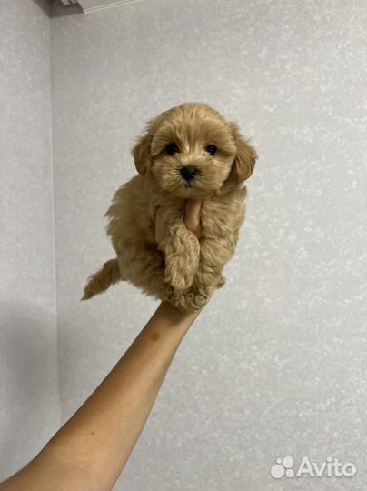 Мальтипу ф1 тикап мальчик карамель