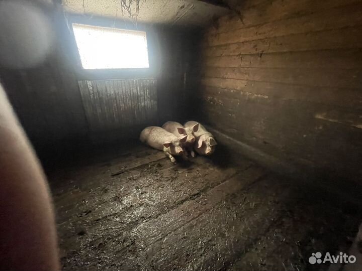 Поросята(боровки)