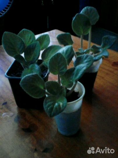 Кактус,фиалки