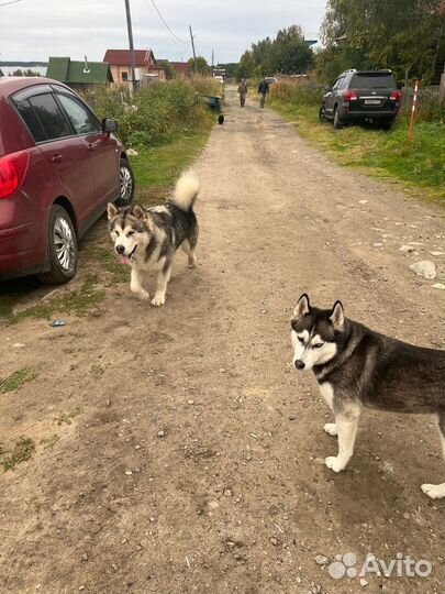 Маламута в добрые руки