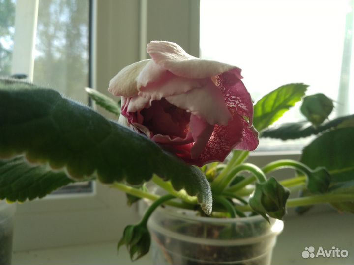 Глоксиния махровая