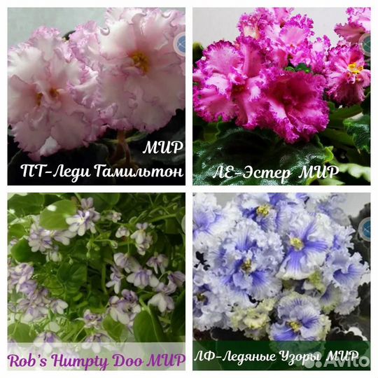 Детки сортовых фиалок