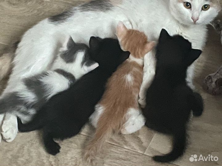 Котята в добрые руки