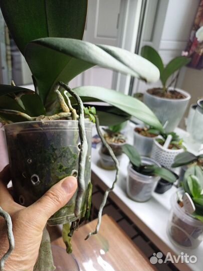 Орхидея фаленопсис