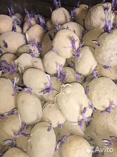 Продам картофель