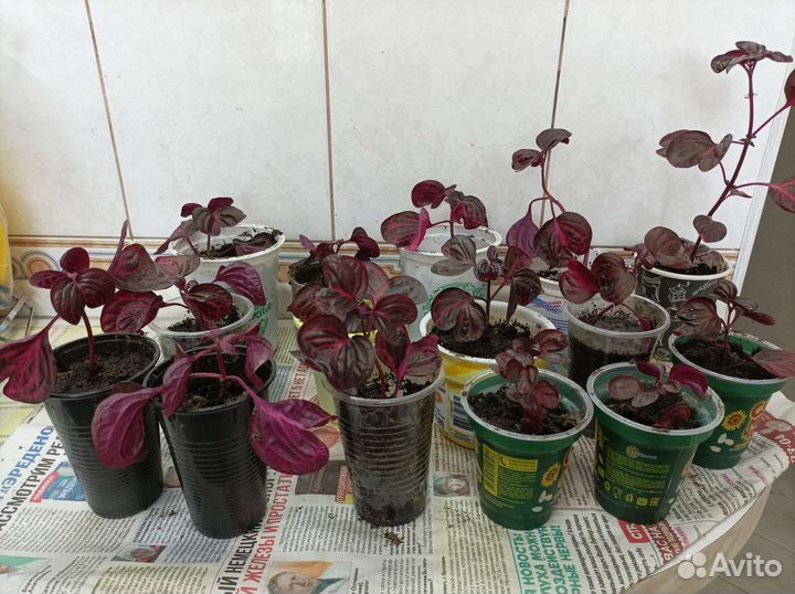 Комнатные цветы