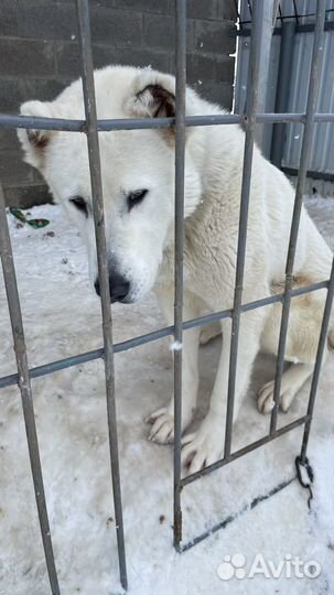 Собака в добрые руки алабай