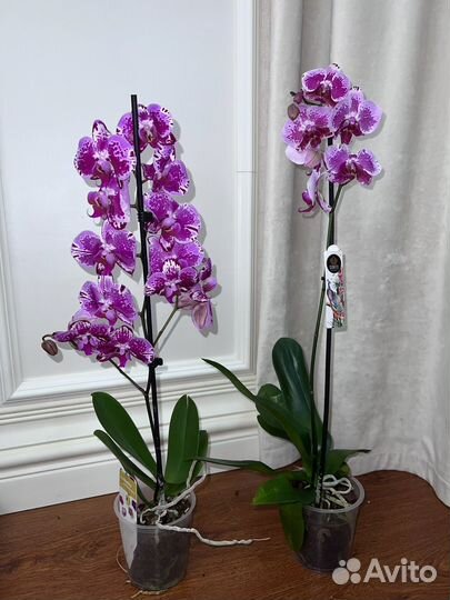 Орхидея яркая разноцветная