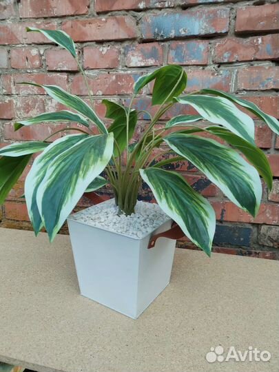 Калатея искусственная