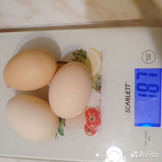 Домашние куриные яйца