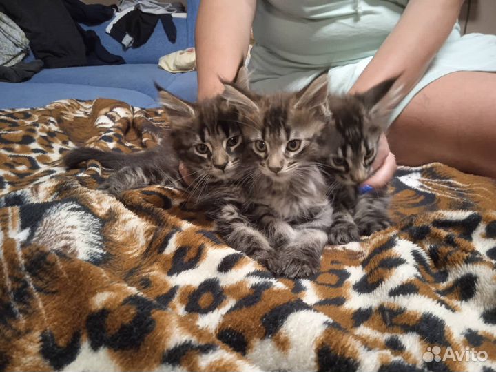 Котята мейн-кун