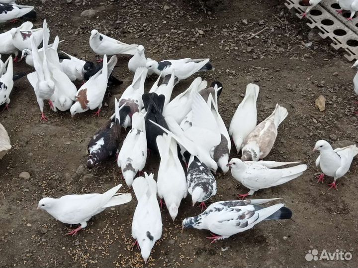 Породистые голуби