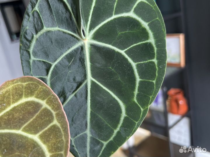 Антуриум кларинервиум