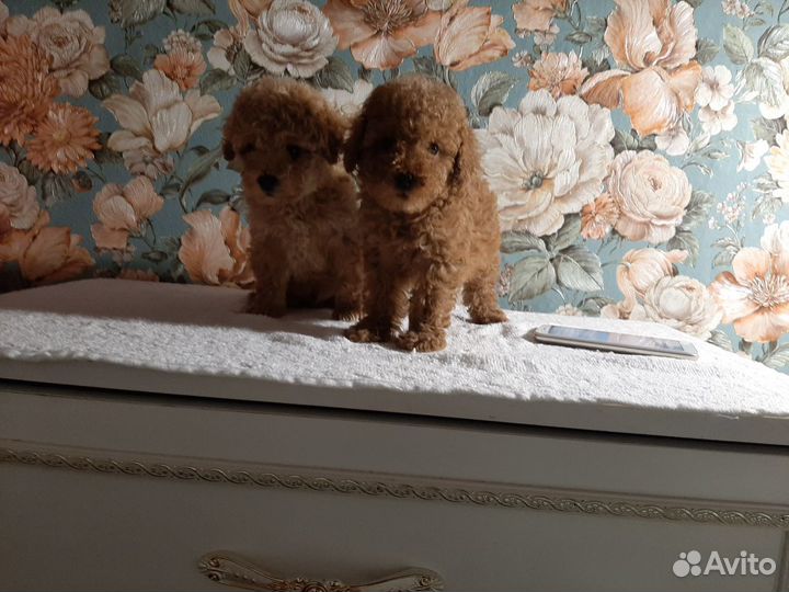 Мальтипу ф1 f1 в москве Тикап той до 22см