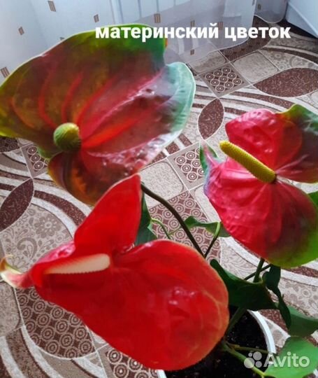 Комнатные цветы антуриум