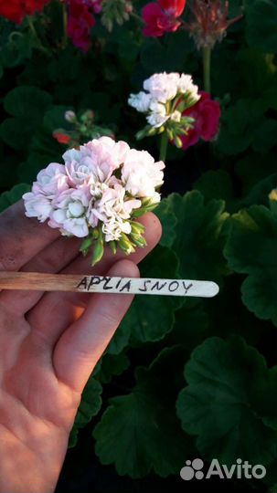 Пеларгония сортовая