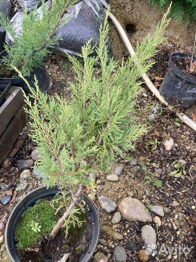 Туя книжка, ива никиши, можжвельник