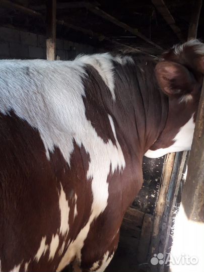 Бык Сементал