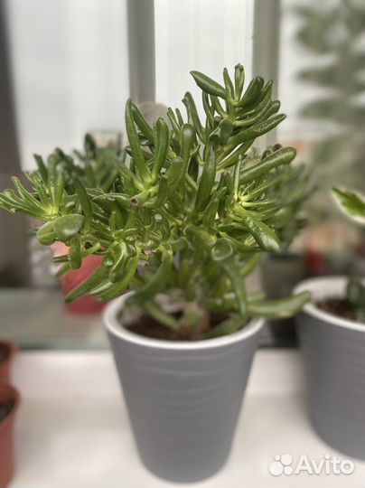 Крассула хоббит