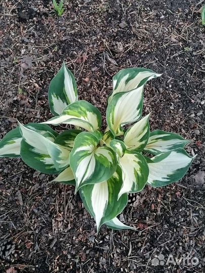 Хосты сортовые