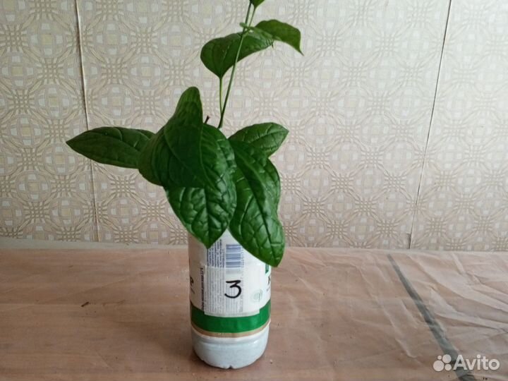 Клеродендрум госпожи томпсон