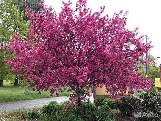 Яблоня недзвецкого и роялти