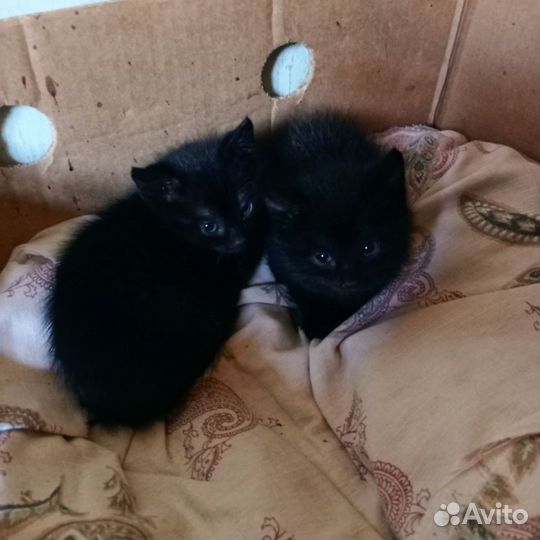 Котята, возраст 1 месяц