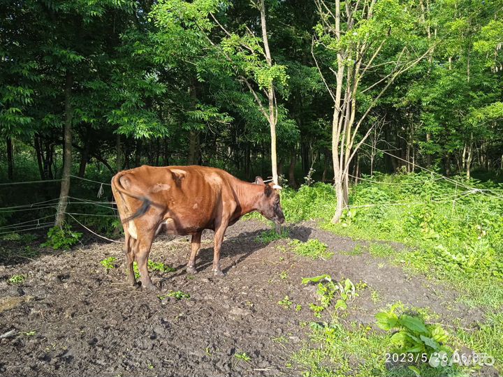 Корова с телятоми продается