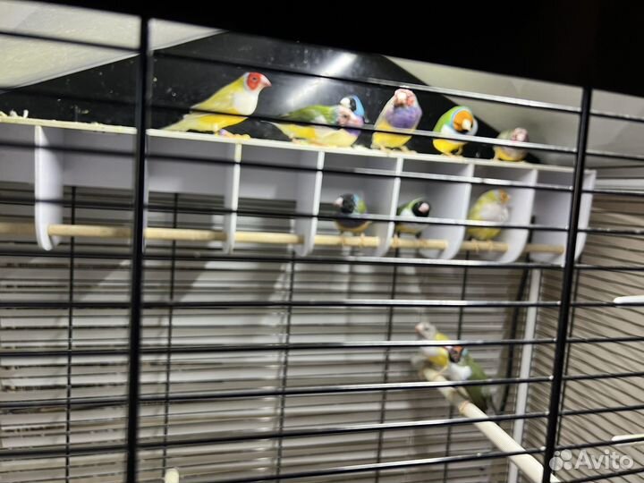 Амадины гульда