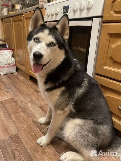 Сибирский хаски девочка