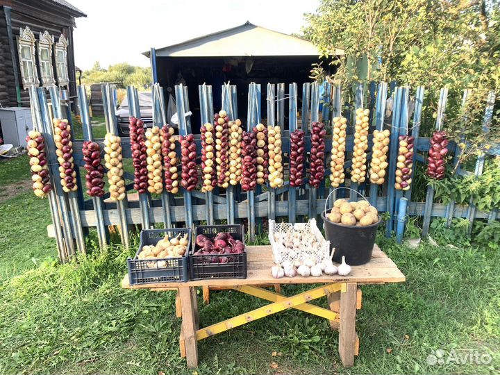 Лук в косах Ростовский в Ярославле