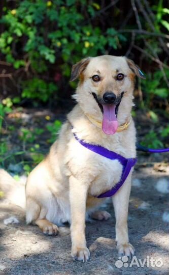 Собака улыбка нежная девочка