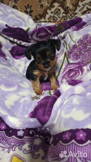 Йоркширский терьер щенки