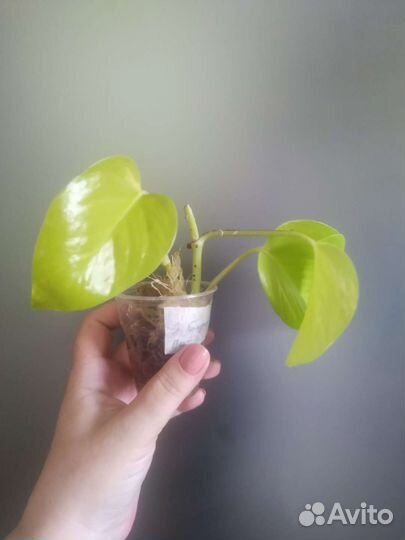 Сциндапсус, эпипремнум,синг