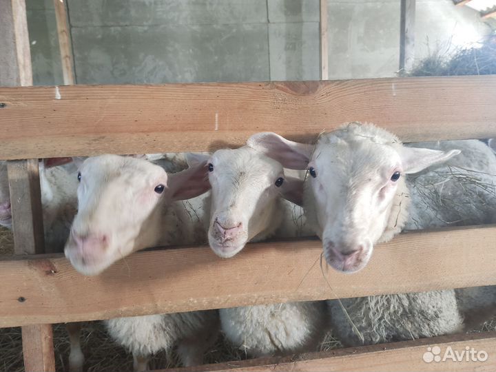 Молочные овцы