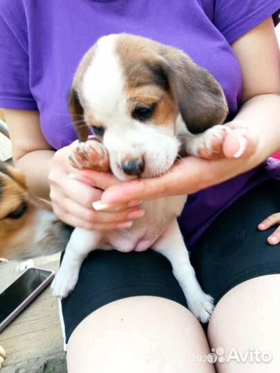 Щенки бигль