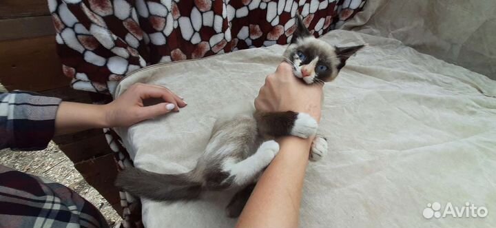 Котёнок девочка в добрые руки