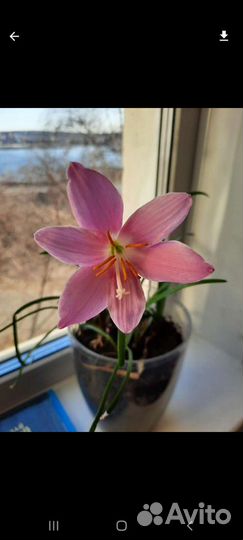 Зефирантес