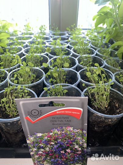 Рассада петунии ампельной,кустовой и лобелии
