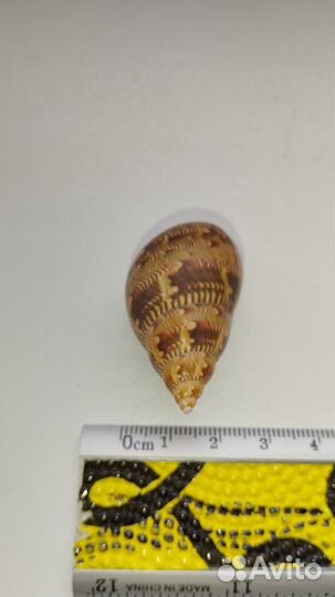 Морская раковина Phasianella australis 45мм