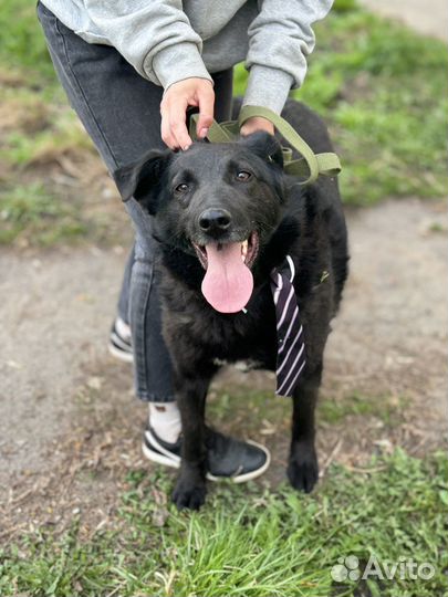 Собака в добрые руки