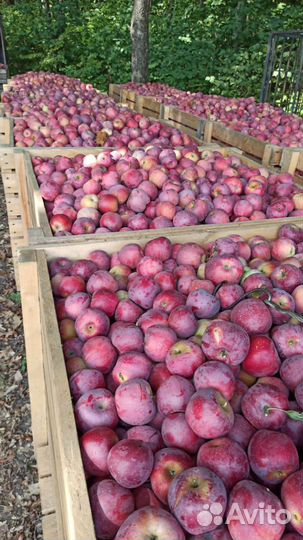 Яблоки сорта 