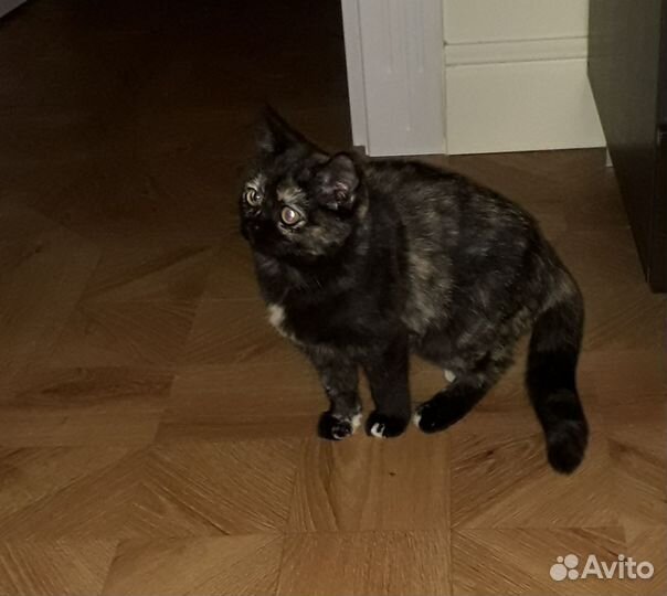 Кошка в дар