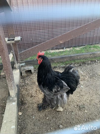 Петух кохинхин