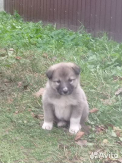 Щенки дворняжки в добрые руки