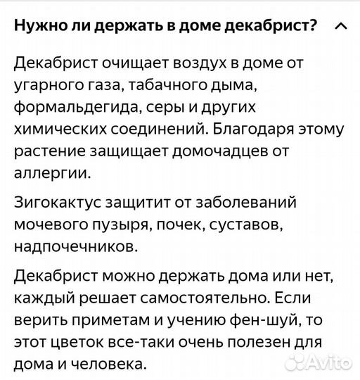 Декабрист шлюмбергера